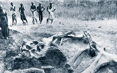 The bones of Giraffatitan as discovered in Tanzania.