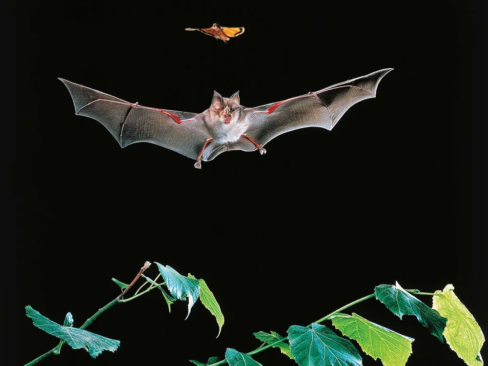 Bat Hunts Butterfly