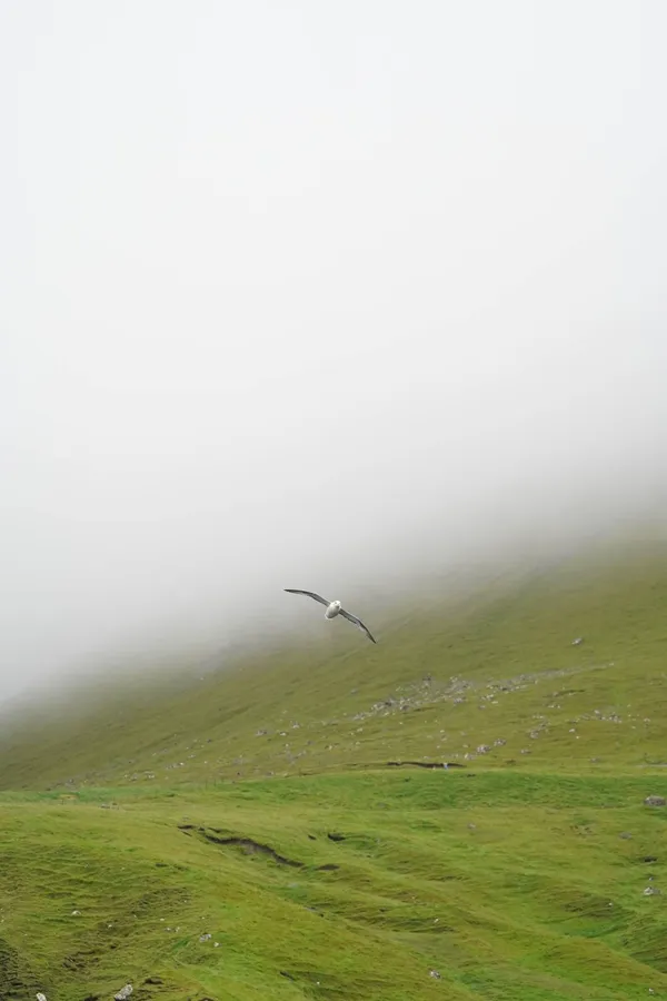 Bird in the Fog thumbnail