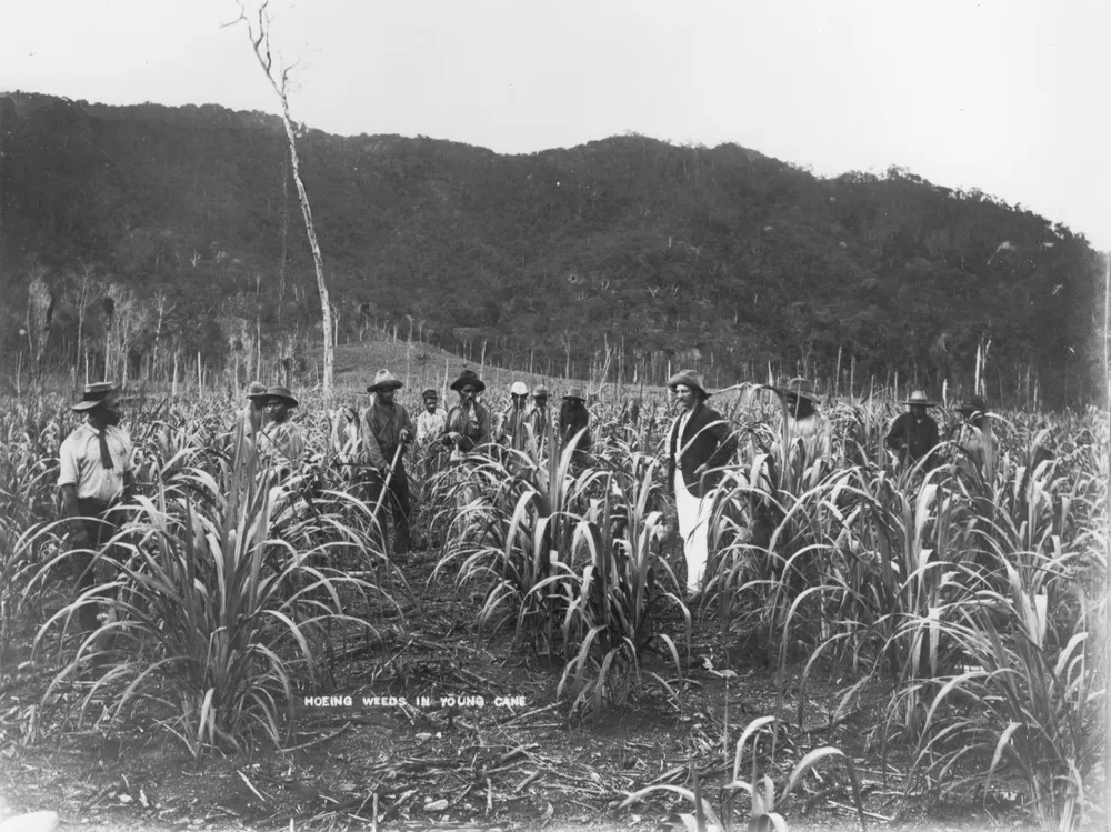 Australian South Sea Islander workers on a sugar cane plantation in Hambledon, Queensland, circa 1891