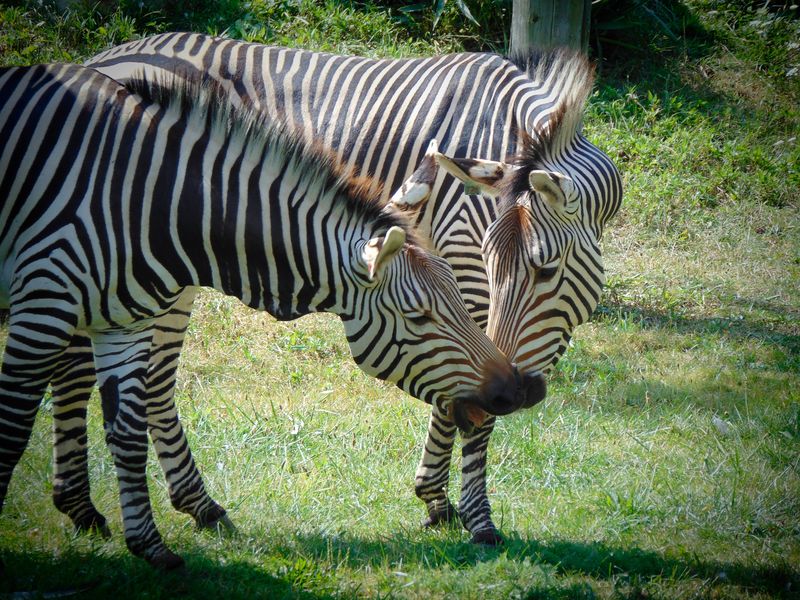 Newly mated zebra pair sharing an intimate moment | Smithsonian Photo