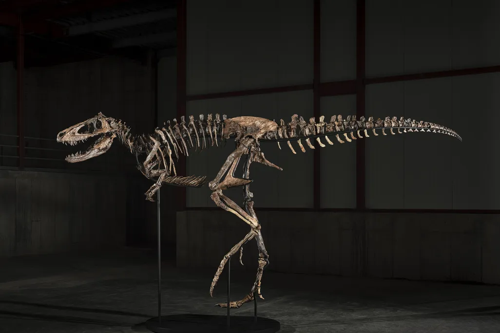 The skeleton on a dark background