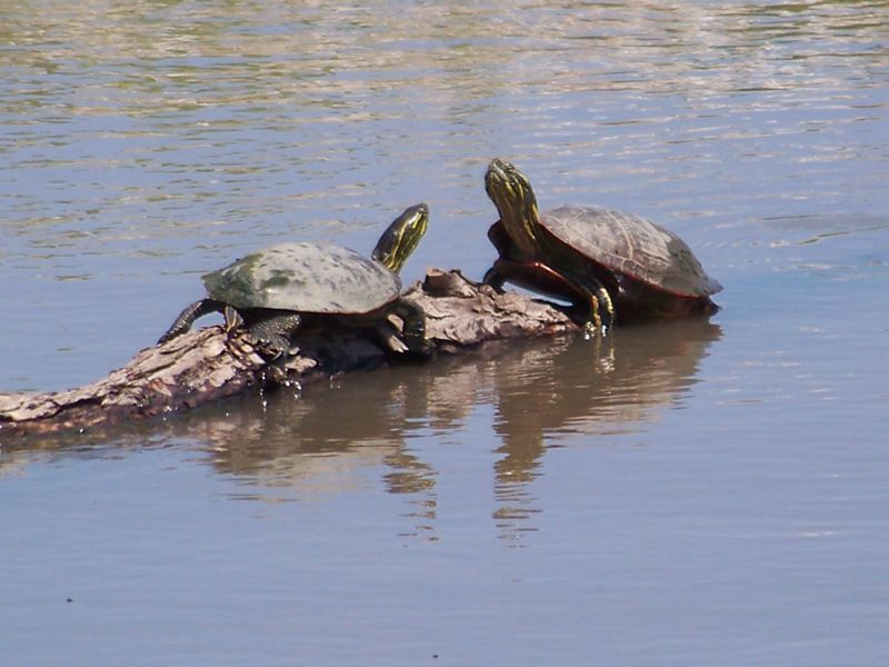 Turtles face off on a log in the Mississippi River | Smithsonian Photo ...