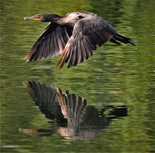 Cormorant Flying Over Lake thumbnail
