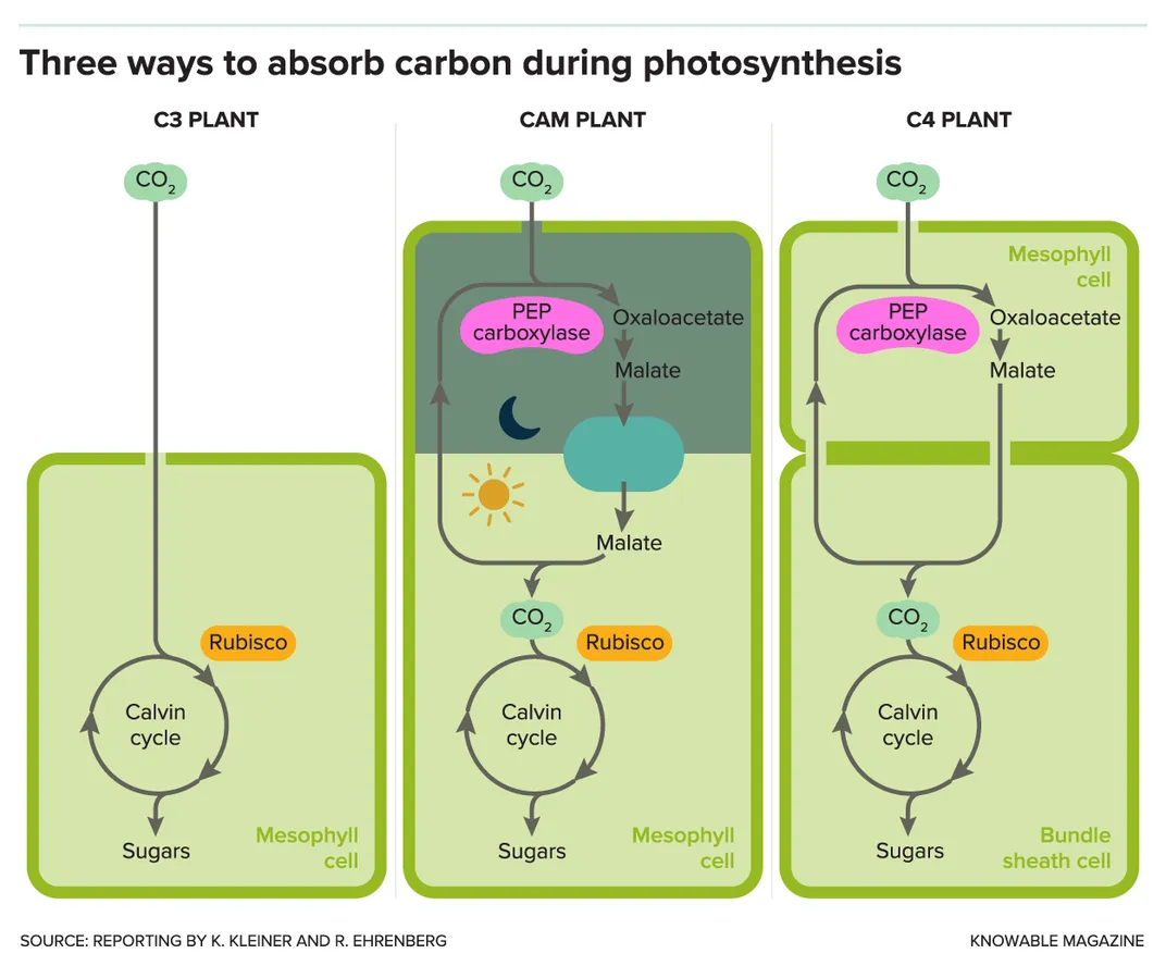 Is Hacking Photosynthesis the Key to Increasing Crop Yields?