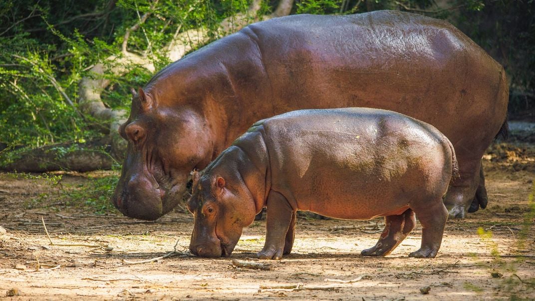 A pair of hippopotamuses