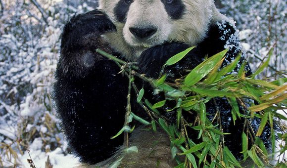 A giant panda sitting in a snowy landscape holds a piece of bamboo