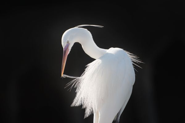 An All-White Western Reef Heron preening its snow-white feathers thumbnail