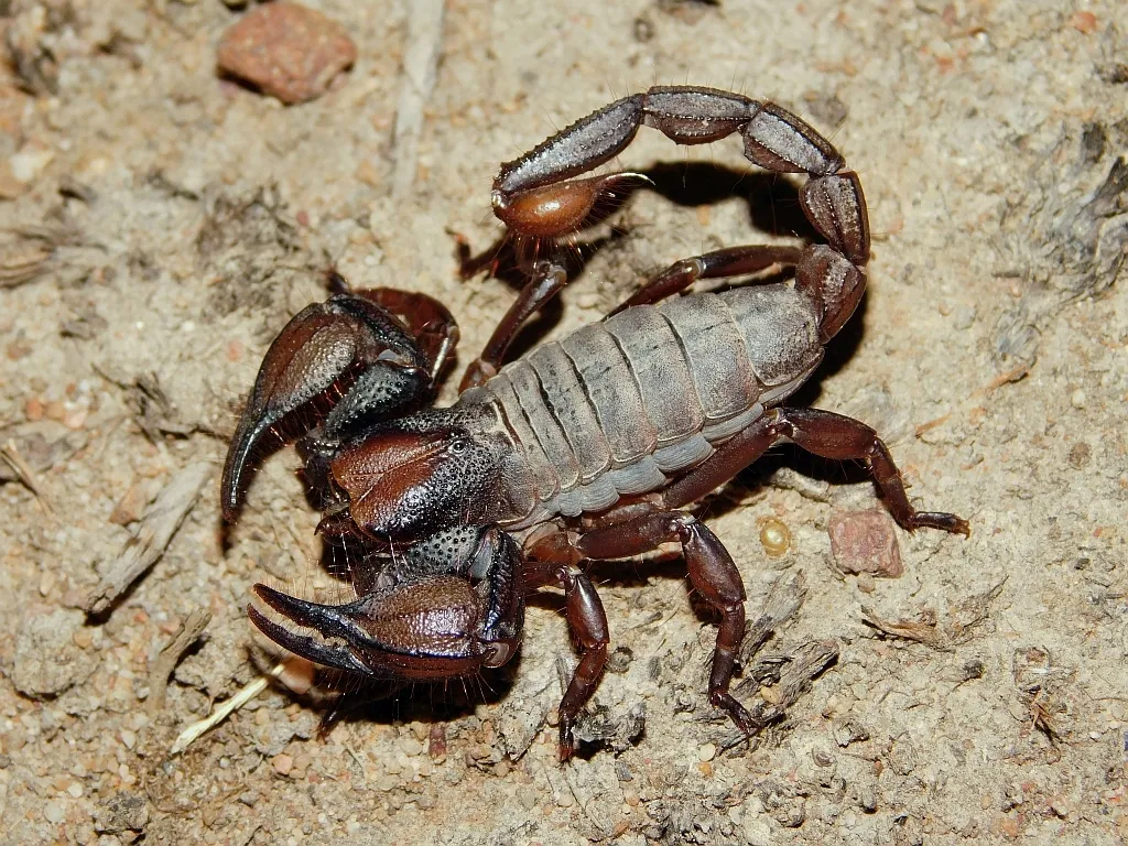 Scorpions Are So Metal—Literally. New Images Reveal Patterns in How Their Weaponry Is Fortified With Iron, Zinc and Manganese