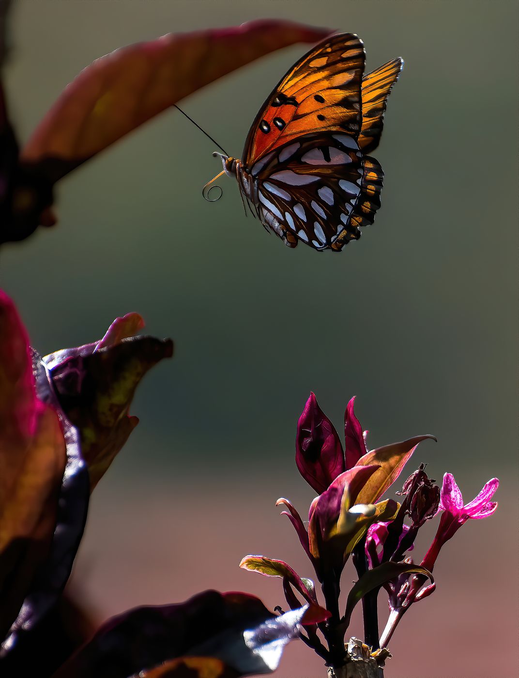 Passion vine butterfly, Oahu, Hawaii Smithsonian Photo Contest