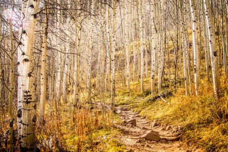 Aspens are one of the American tree species moving northwest.