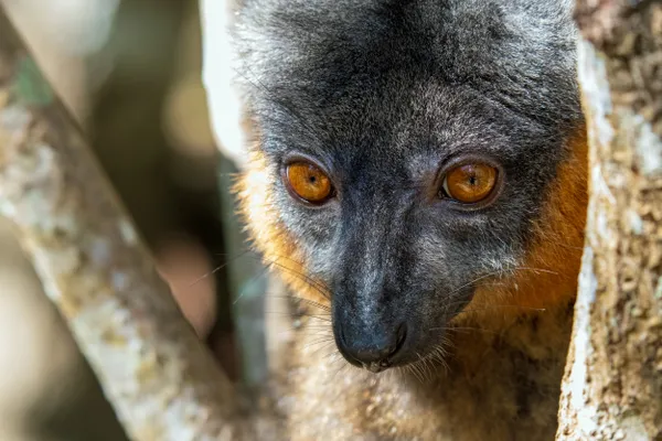 The eyes of a lemur thumbnail