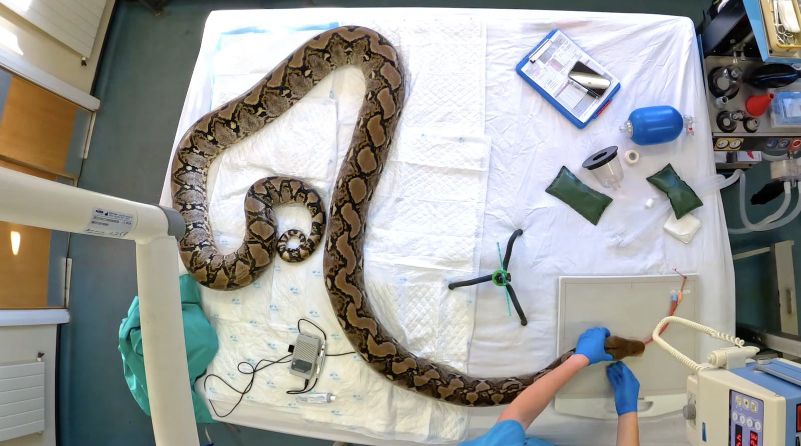 A large reticulated python resting on a veterinary operating table with medical staff attending.