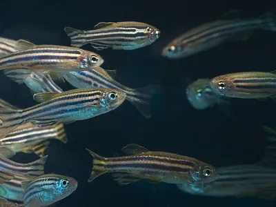 Zebrafish experience what&#39;s known as &quot;emotional contagion&quot; and react when their peers are afraid.