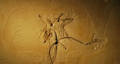 The Thermopolis specimen of Archaeopteryx at the Wyoming Dinosaur Center