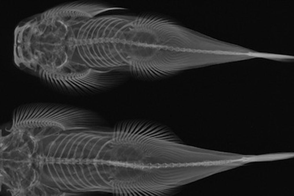 Beautiful and educational, X-ray images help us learn more about evolution.