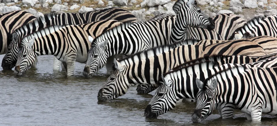  Zebras at a watering hole in Namibia 