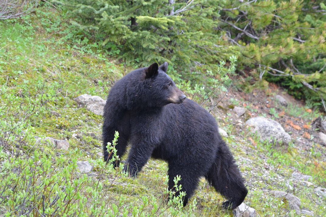 Black bear near Banff