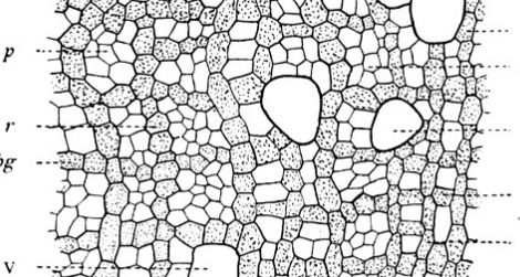 The microstructure of Smets' "dinosaur" revealed the fossils to be petrified wood.