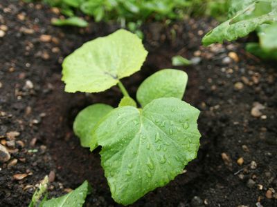 A squash seedling (though not one of the ancient squash)
