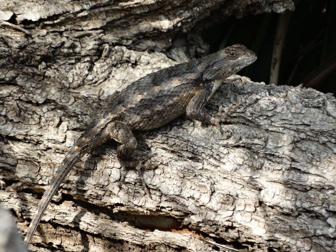 A Texas spiny lizard camouflages itself in a tree. | Smithsonian Photo ...