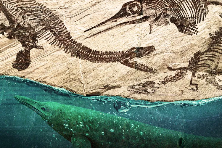 Marine Reptile Fossils