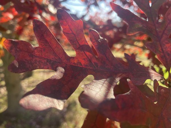 White Oak during fall. thumbnail