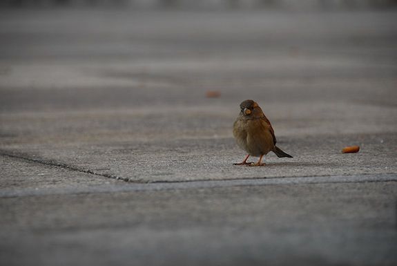 20121205092017bird.jpg