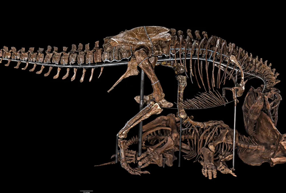 T-rex skeleton 3-D printing