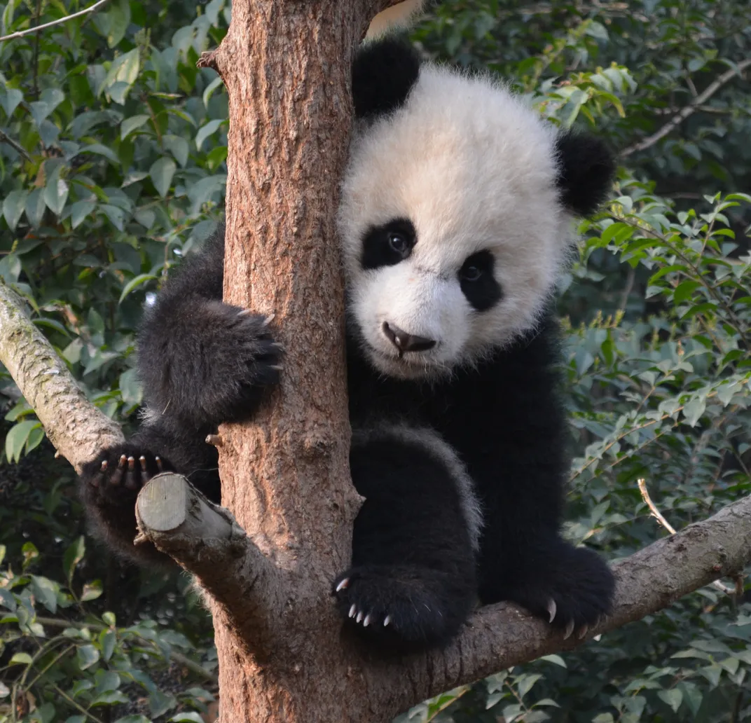 7 month old Giant Panda cubs at play | Smithsonian Photo Contest