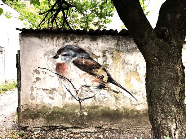 Weathered Songbird Mural in Uzhhorod, Ukraine thumbnail