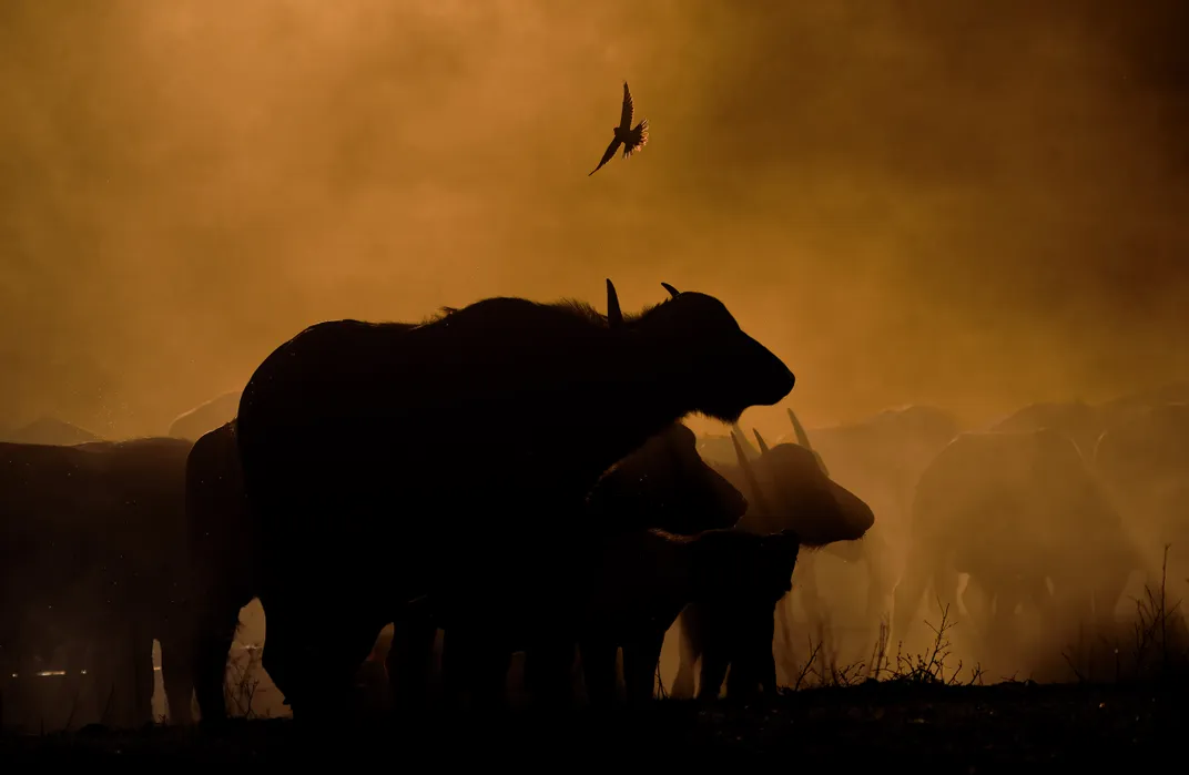 14 - The setting sun creates the perfect backlight for this image of buffaloes at a watering hole as a turtledove flies overhead.