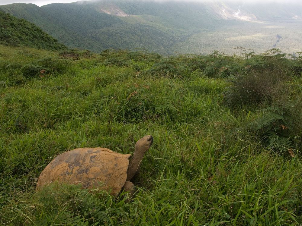 Galapagos tortoise