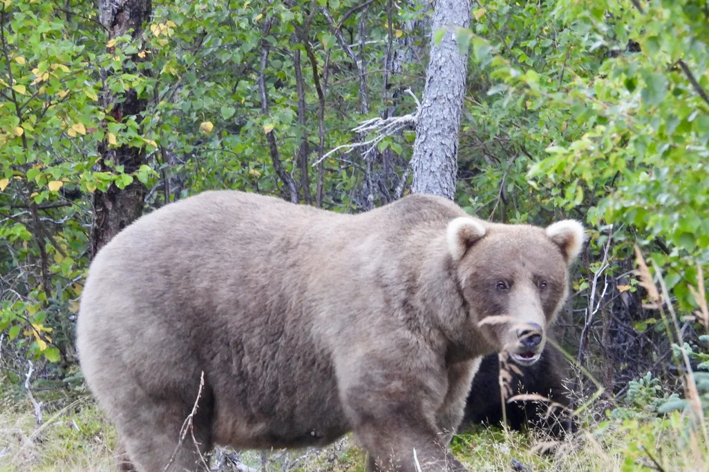 Large brown bear against backdrop of trees