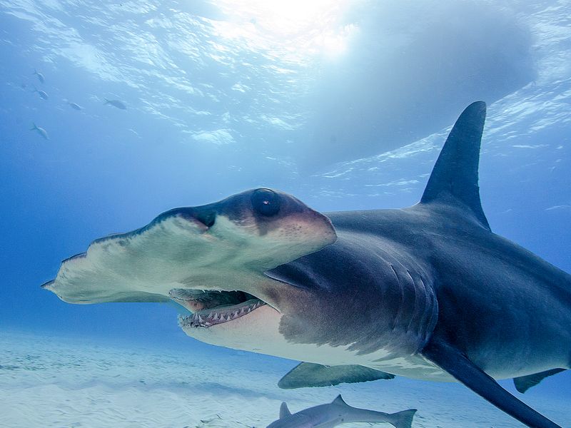 Great Hammerhead Shark in the Bahamas Smithsonian Photo Contest