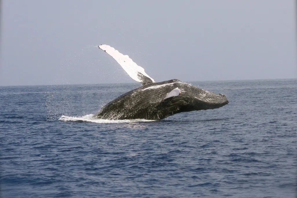 Humpback whale breaching out of the water