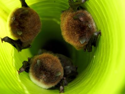Spix's disk-winged bats inside their leaf tube