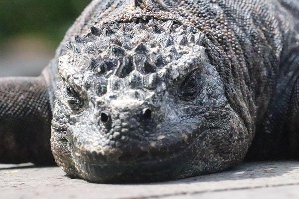 Sunbathing iguana thumbnail
