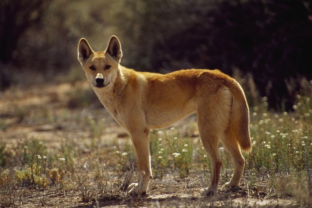 A tan dog-like animal standing in an open field outdoors