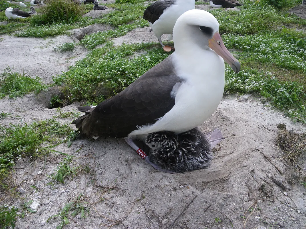 Wisdom the Laysan Albatross