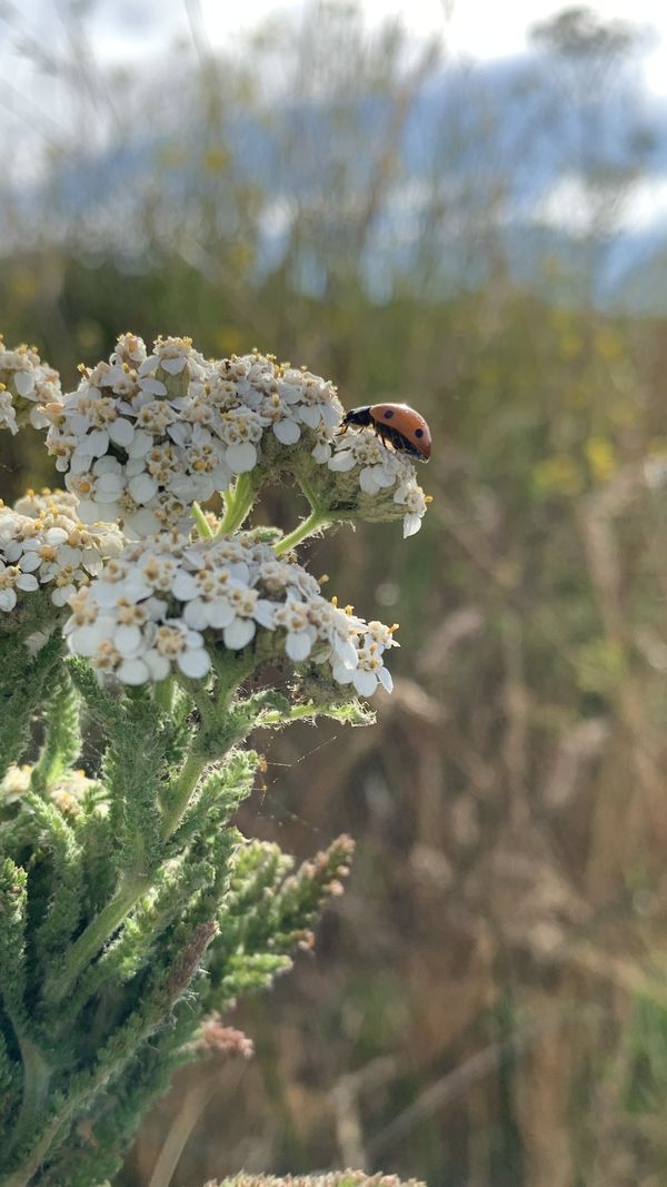 Ladybug Spotlight thumbnail