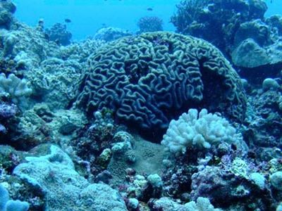 As ocean water becomes more acidic, corals and shellfish must spend more energy to make their calcium carbonate shells.