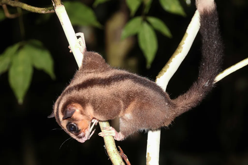 striped pygmy long-fingered possum hanging onto branches