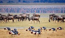 Safari in Kenya and Tanzania photo
