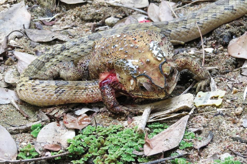 A kukri snake has buried its head into the belly of a living toad.