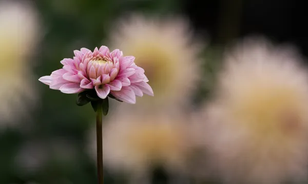 The Dahlia thumbnail