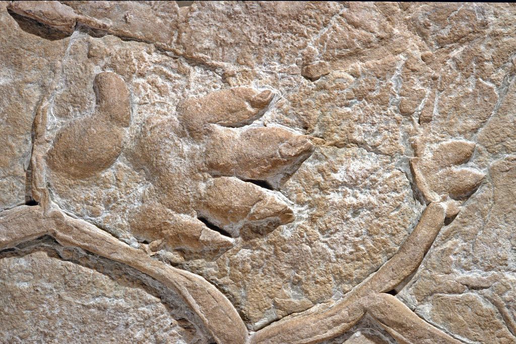 Hand beast footprint