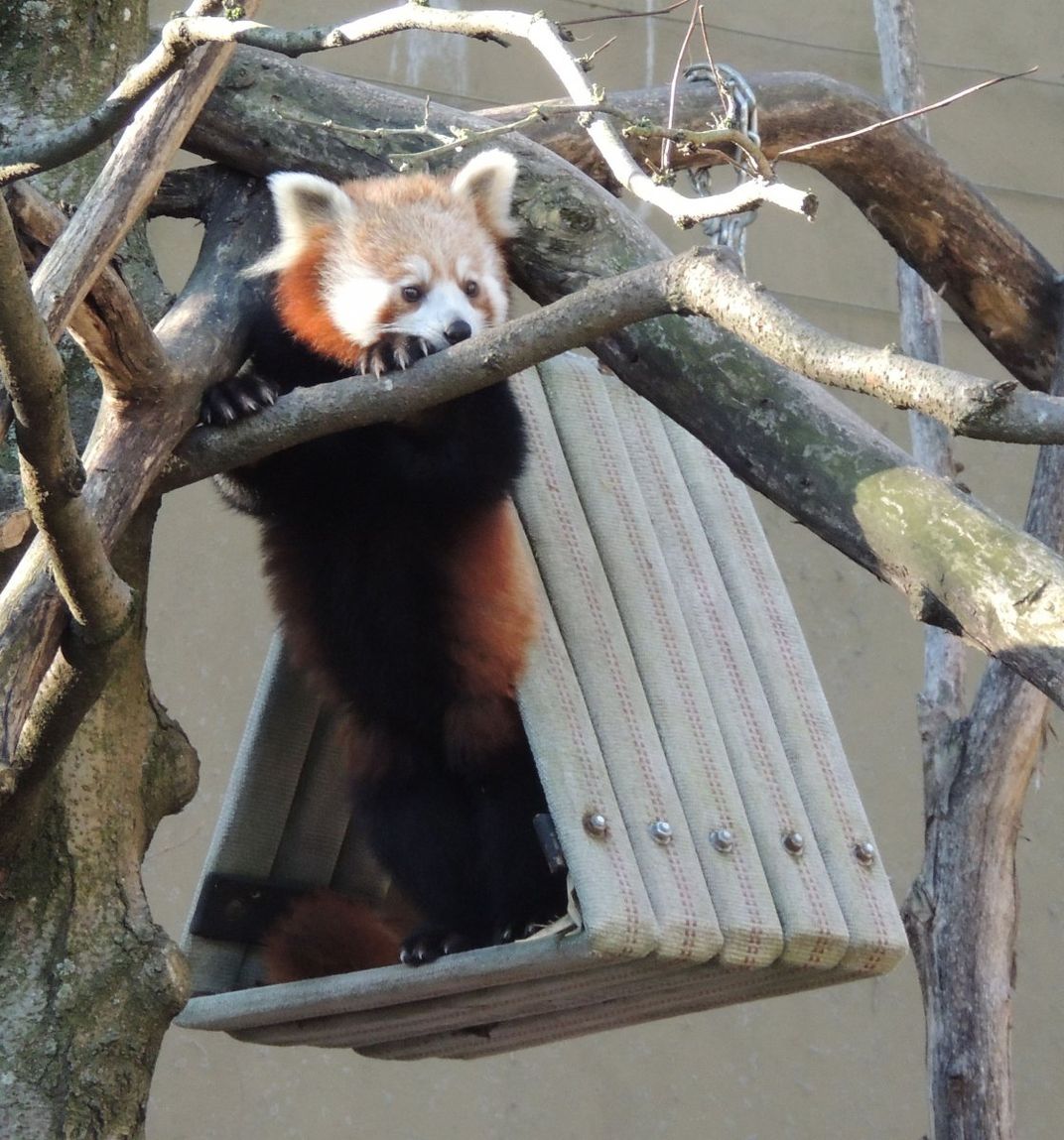 Is a Red Panda a Bear? And More Red Panda Facts  Smithsonian's National  Zoo and Conservation Biology Institute