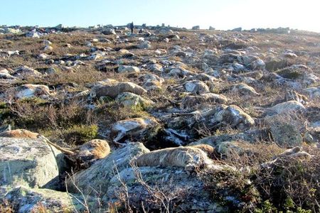 In August 2016, a lightning strike killed more than 300 reindeers. Now, their decaying carcasses are spurring the landscape's revitalization