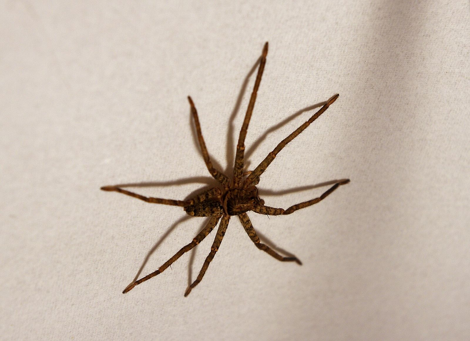 Scientists Ranked Hundreds of Spider Species by Running Speed. Australia's Huge, Hairy Brown Huntsman Came Out on Top